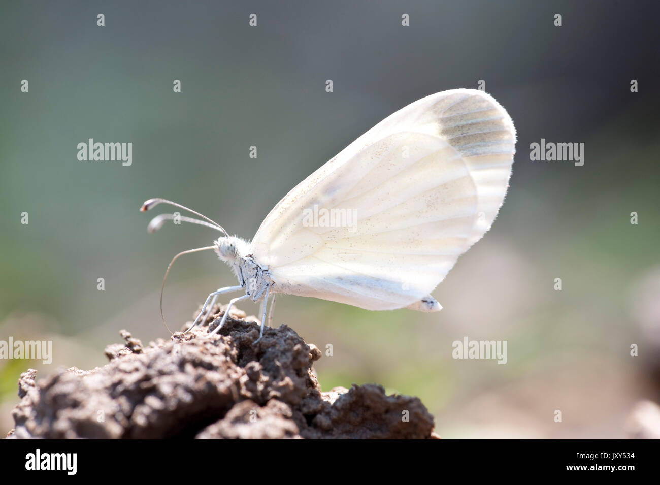 Holz weiß Schmetterling, Leptidea sinapis, Babadag Waldlichtungen um Dobrogea, Rumänien, Fütterung auf Feuchtigkeit aus Schlamm Stockfoto