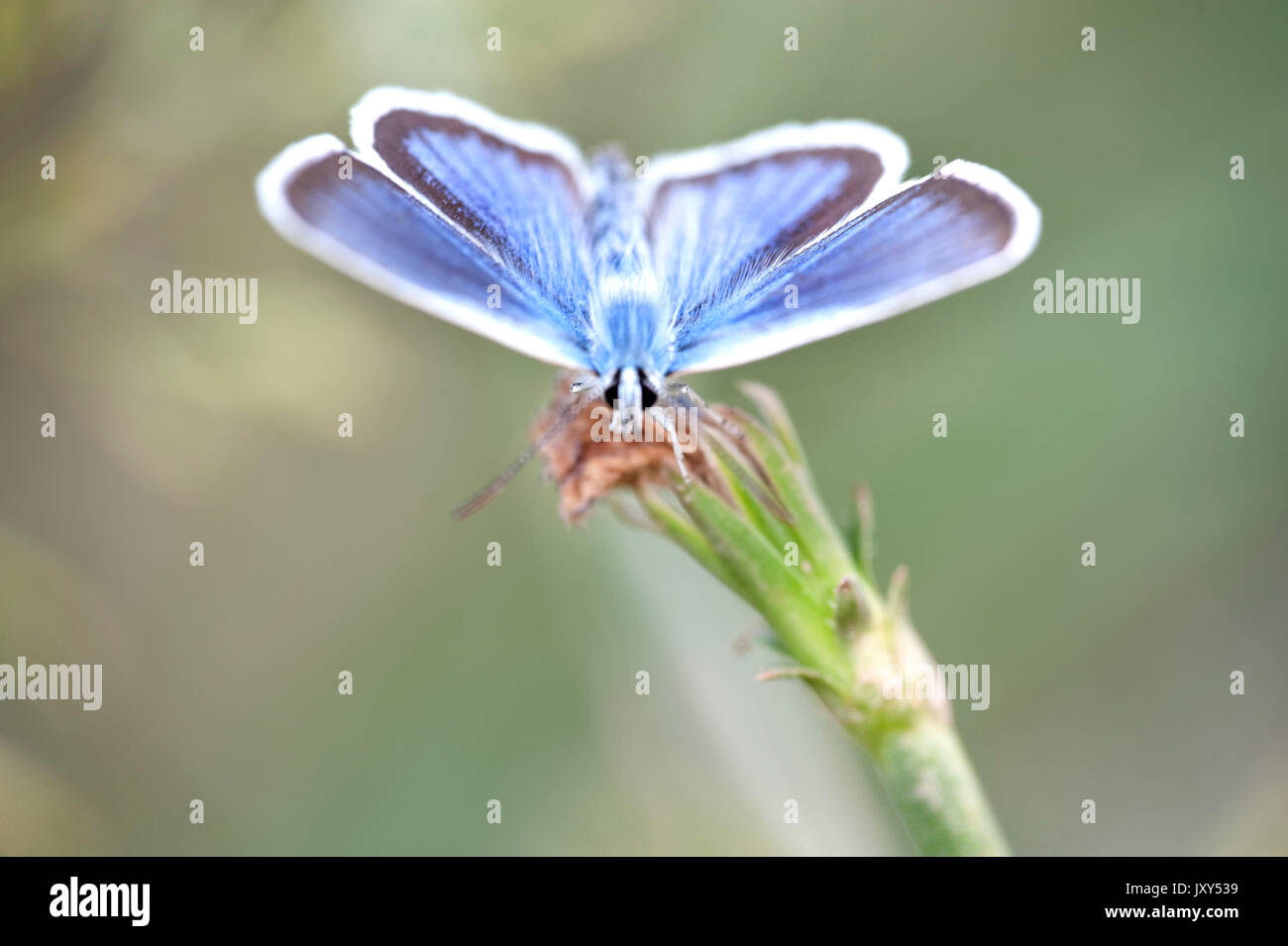 Silber - verzierte Blauer Schmetterling, Plebejus argus, Babadag Waldlichtungen um Dobrogea, Rumänien, ruht mit Flügeln öffnen Stockfoto