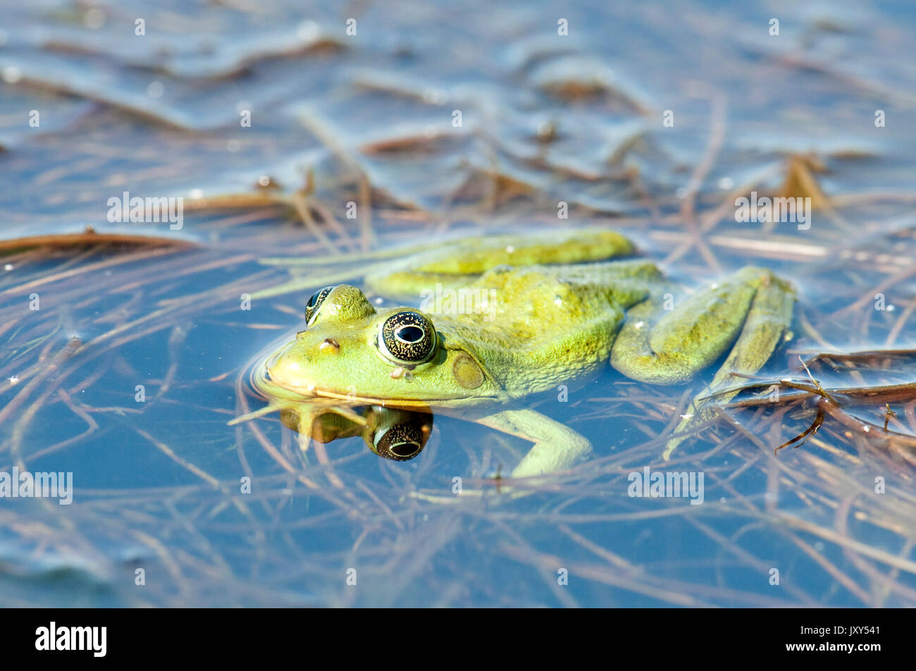 Pool Frog, Rana lessonae, Donaudelta, Rumänien, schwebend im Wasser, Stockfoto