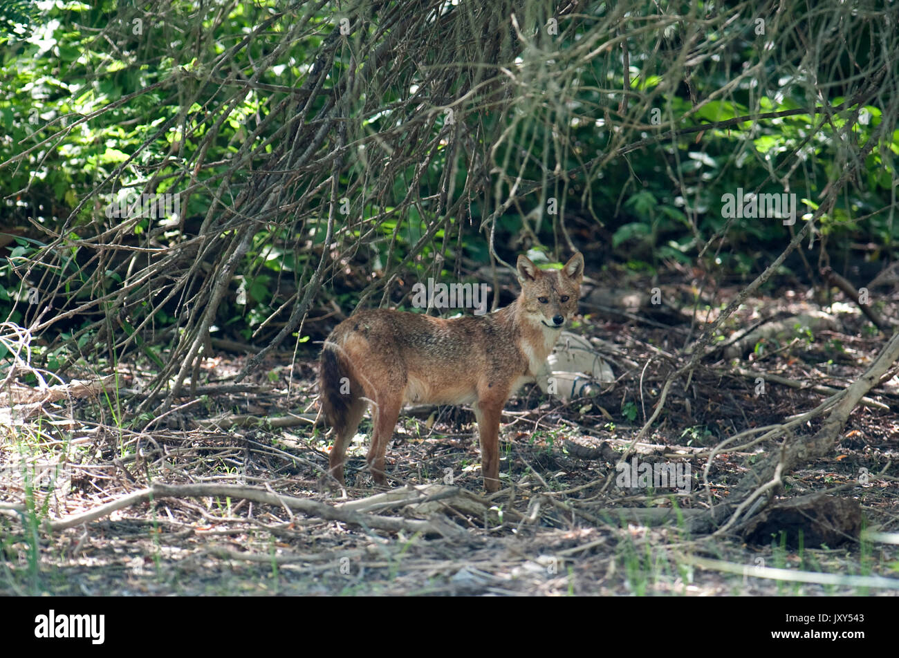 Europäische Schakal, Canis aureus moreoticus, Donaudelta, Rumänien, kaukasische Schakal oder Reed Wolf, Unterarten von golden Schakal native zu Südosteuropa Stockfoto