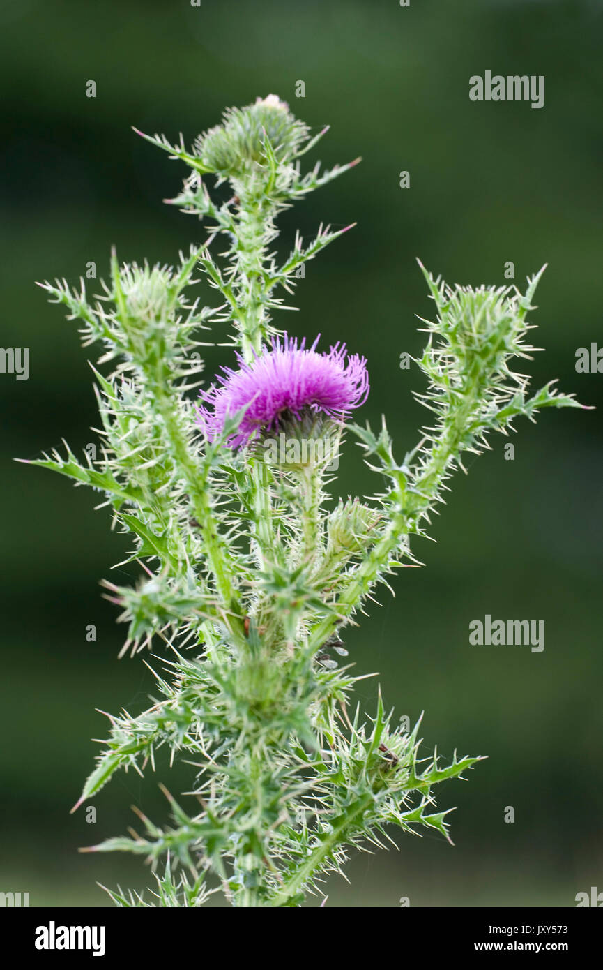 Marsh Thistle oder Europäische Sumpf Rhistle, Cirsium palustre, Bucegi, Rumänien Stockfoto