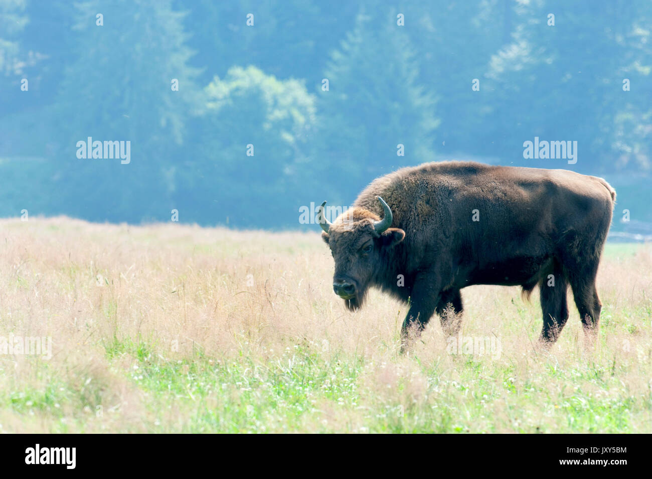 Wisent, Bison bonasus, erwachsenen Mann, Rumänien, Captive, verletzlich, Roten Liste der IUCN Stockfoto