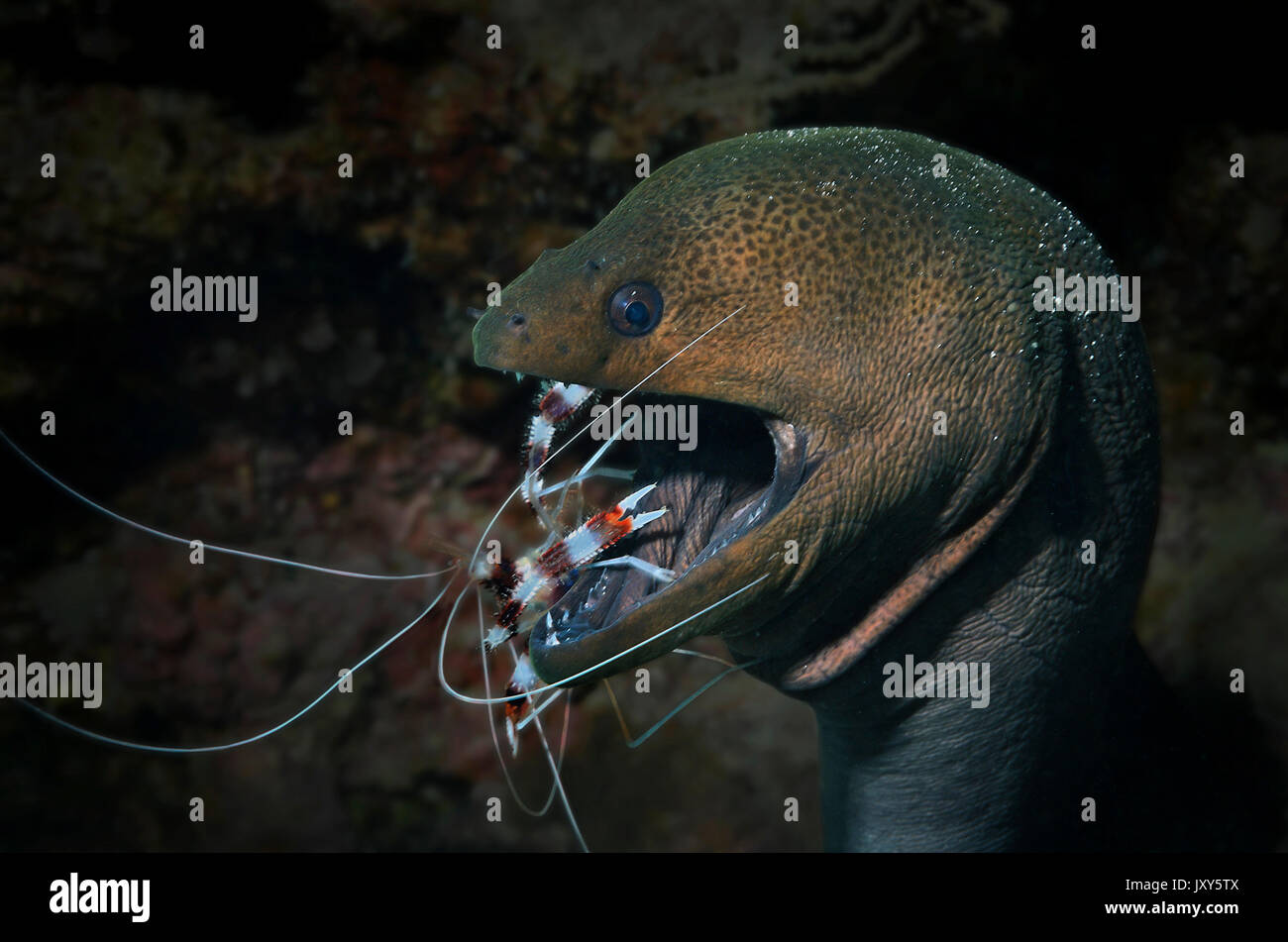 Riesen Garnele Stockfotos & Riesen Garnele Bilder - Alamy
