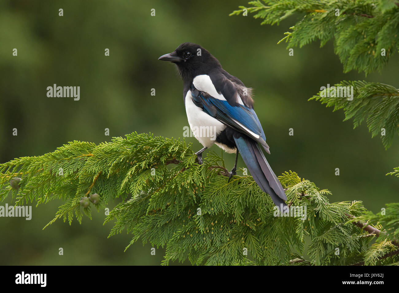Eurasian magpie, gemeinsame Elster, Pica Pica, auf nadelbaum gehockt Stockfoto