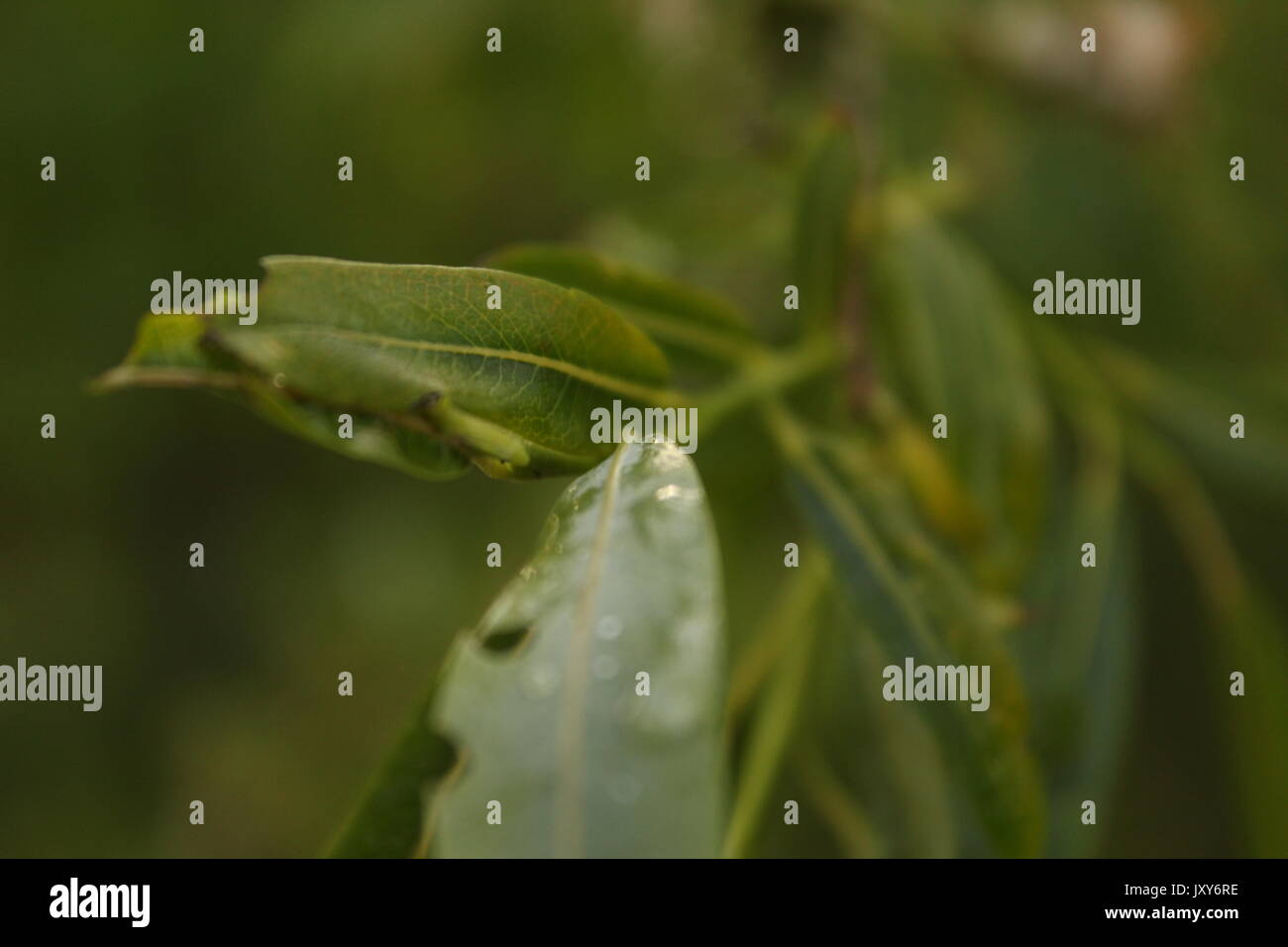 Grüne Pflanzen wachsen. Stockfoto