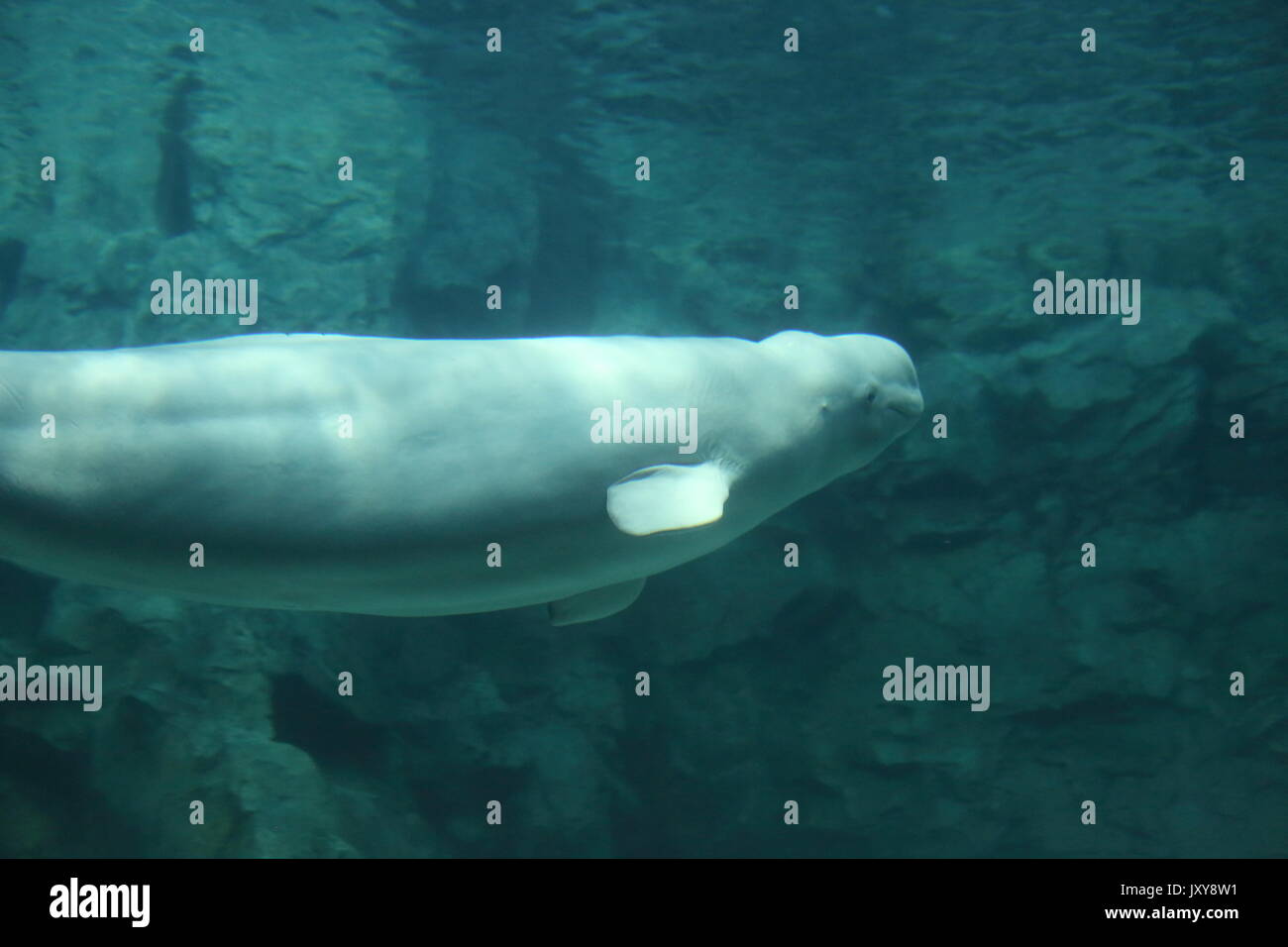 Beluga whale (Delphinapterus leucas) Stockfoto
