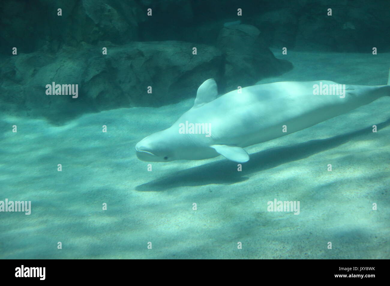 Beluga whale (Delphinapterus leucas) Stockfoto