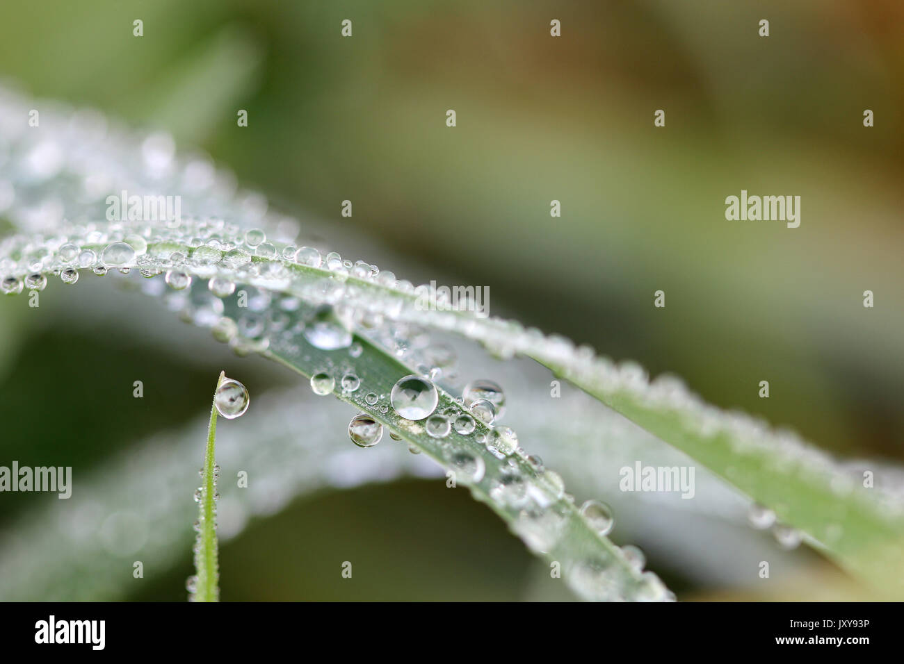 Morgentau fällt auf Gras Makro Stockfoto