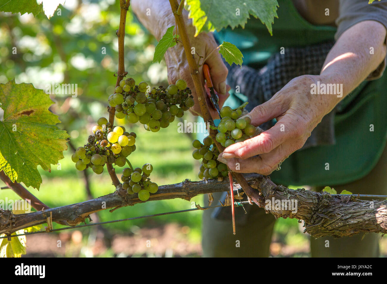 Weinlese im Weinberg 'Domaine du Braden" in Quimper, von einem Bretonischen association "Les amis de la Vigne" (Freunde der Reben). Weinlese Stockfoto Weinlese im Weinberg 'Domaine du Braden" in Quimper, von einem Bretonischen association "Les amis de la Vigne" (Freunde der Reben). Weinlese Stockfoto