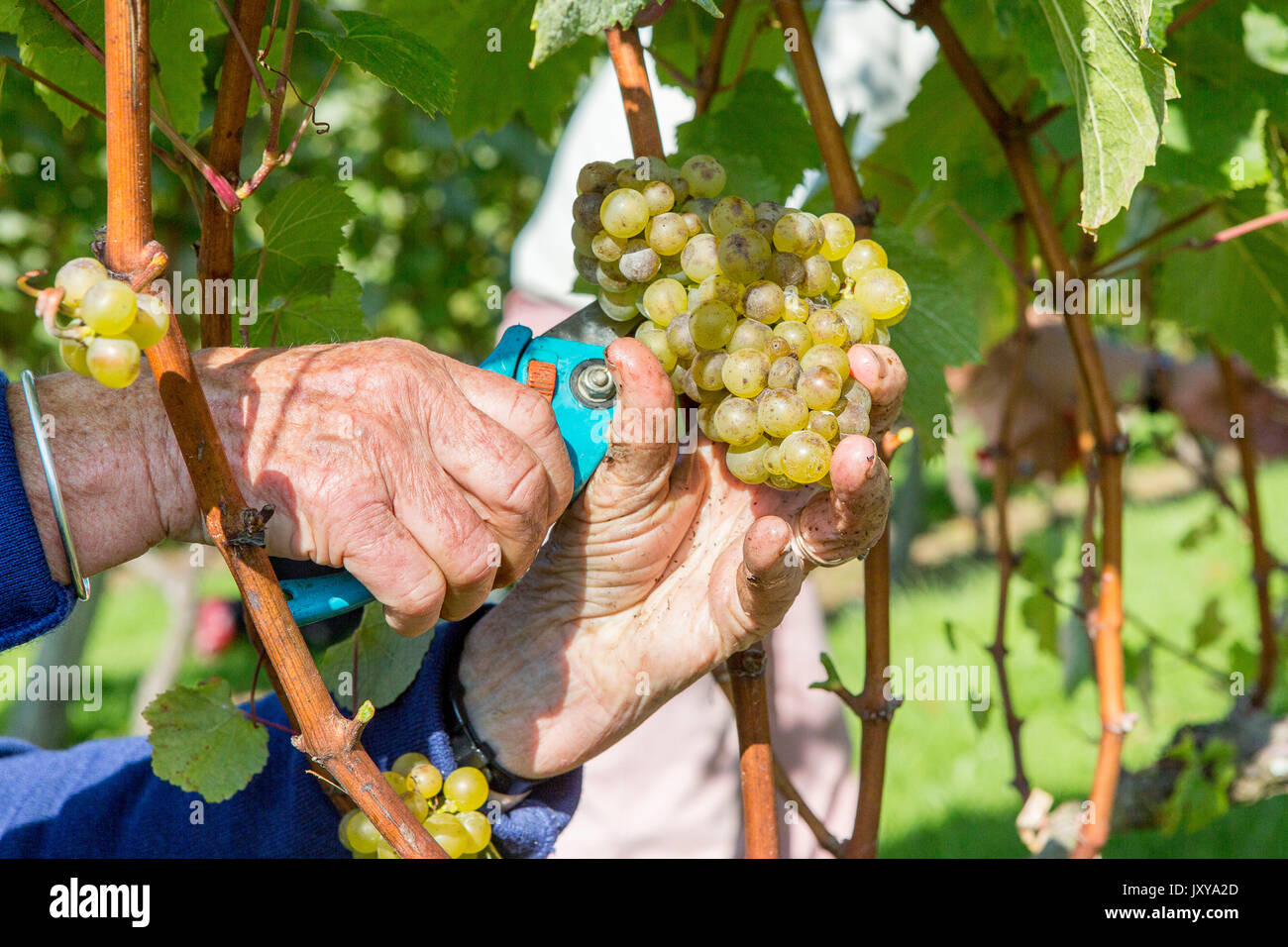 Weinlese im Weinberg 'Domaine du Braden" in Quimper, von einem Bretonischen association "Les amis de la Vigne" (Freunde der Reben). Weinlese Stockfoto Weinlese im Weinberg 'Domaine du Braden" in Quimper, von einem Bretonischen association "Les amis de la Vigne" (Freunde der Reben). Weinlese Stockfoto