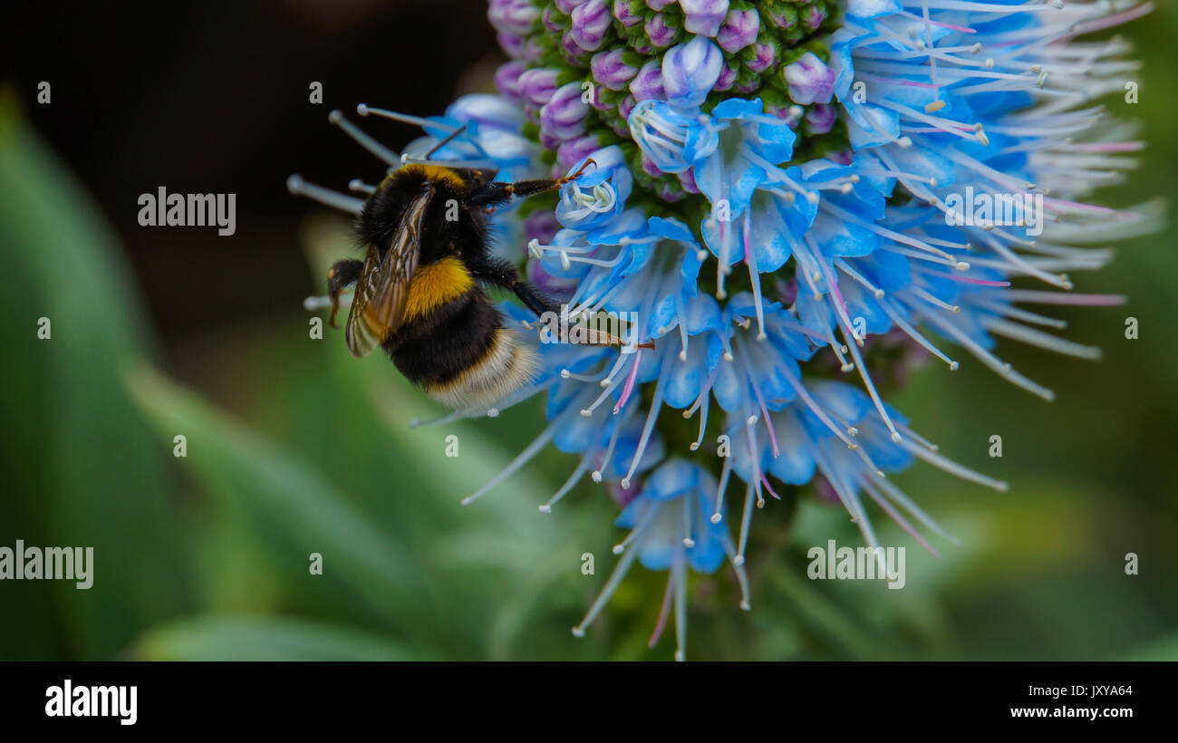 Madeira - blau blühende Stolz von Madeira Blume mit ruhenden Bumblebee links Stockfoto