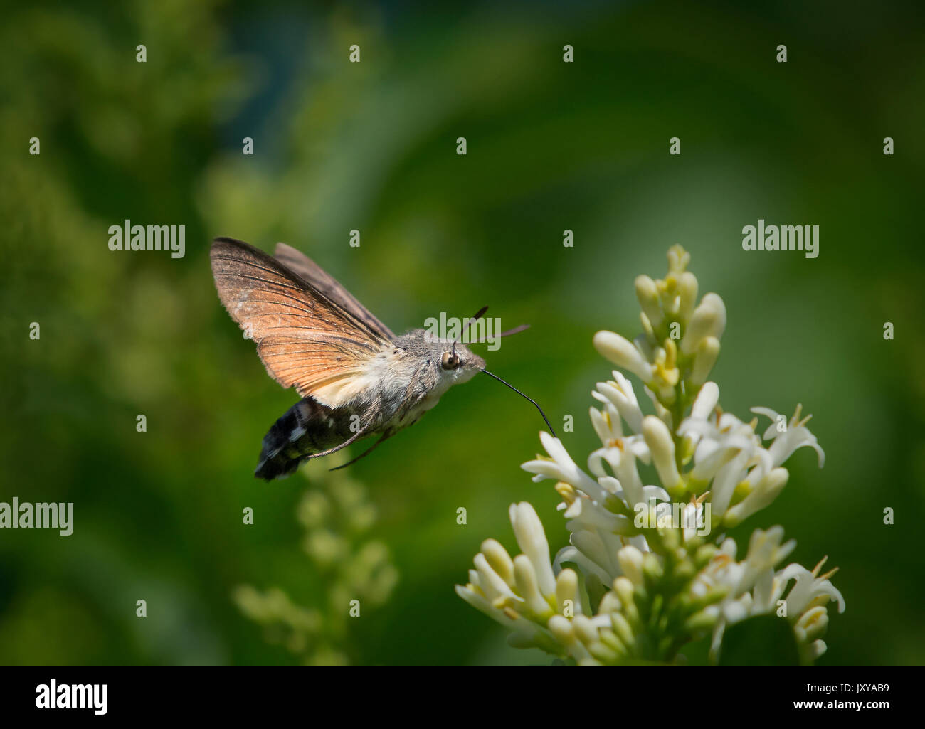 Hummingbird Hawk Moth Macroglossum stellatarum, Fütterung, während Sie den Mauszeiger über privat Blume Stockfoto