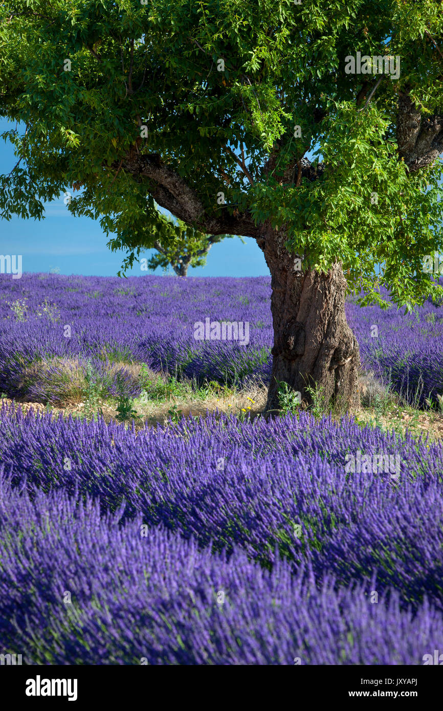 Einsame Mandelbaum im Bereich der lila Lavendel in der Nähe von Valensole, Provence, Frankreich Stockfoto