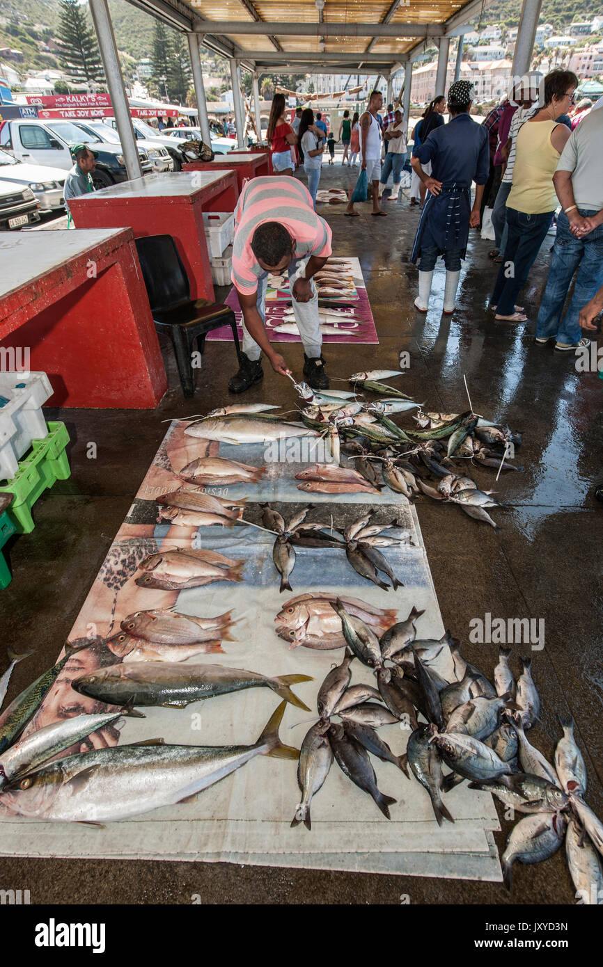 Verschiedene frische Fische zum Verkauf in Kalk Bay Harbor in Kapstadt. Stockfoto