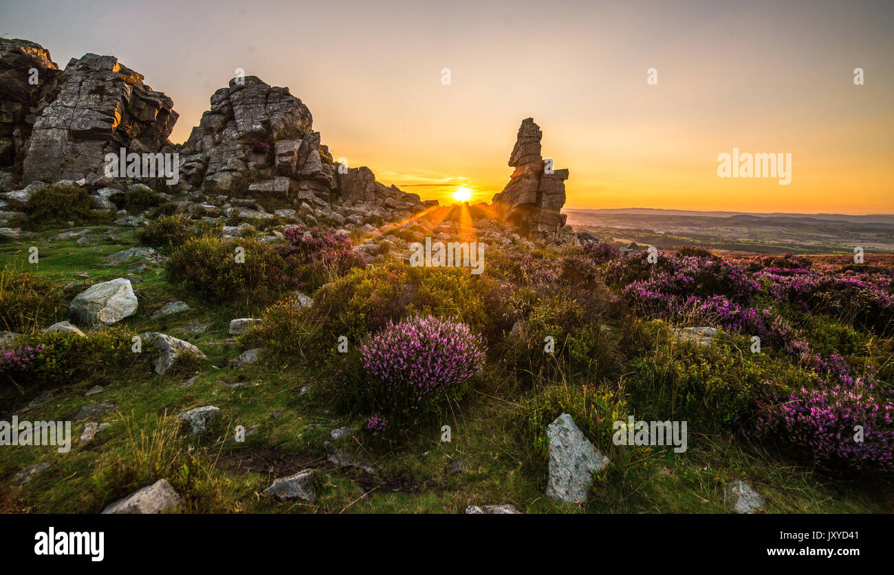 Schönen Sonnenuntergang Fotos im Shropshire Hills, England UK Schöne lila Heidekraut, die zu den Felsen der Stiperstones. Stockfoto