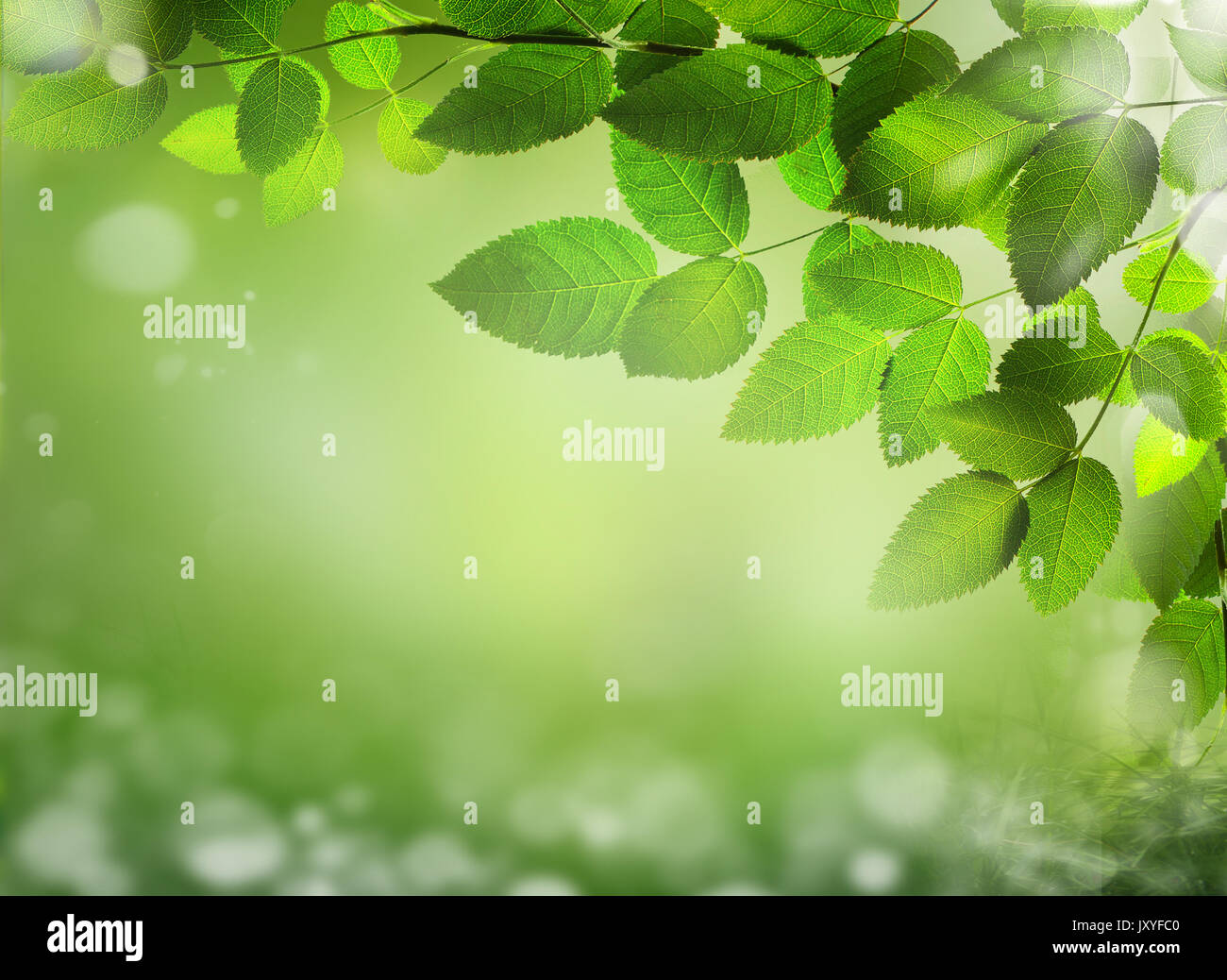 Abstrakte Frühling Hintergrund mit Gras Defokussierungseffekt Stockfoto