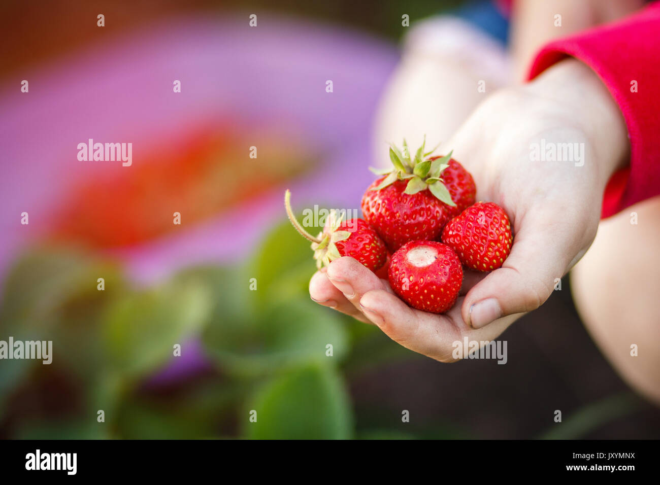 Erdbeere, Sommer, Urlaub und Erholung Begriff - Kind Kommissionierung Erdbeeren. Kinder aus frischem Obst auf organische strawberry Farm. Outdoor Sommer Spaß Stockfoto