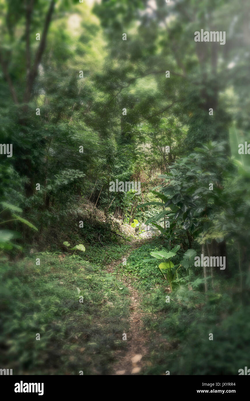 Schmaler Pfad schlängelt sich durch dichten Wald Stockfoto