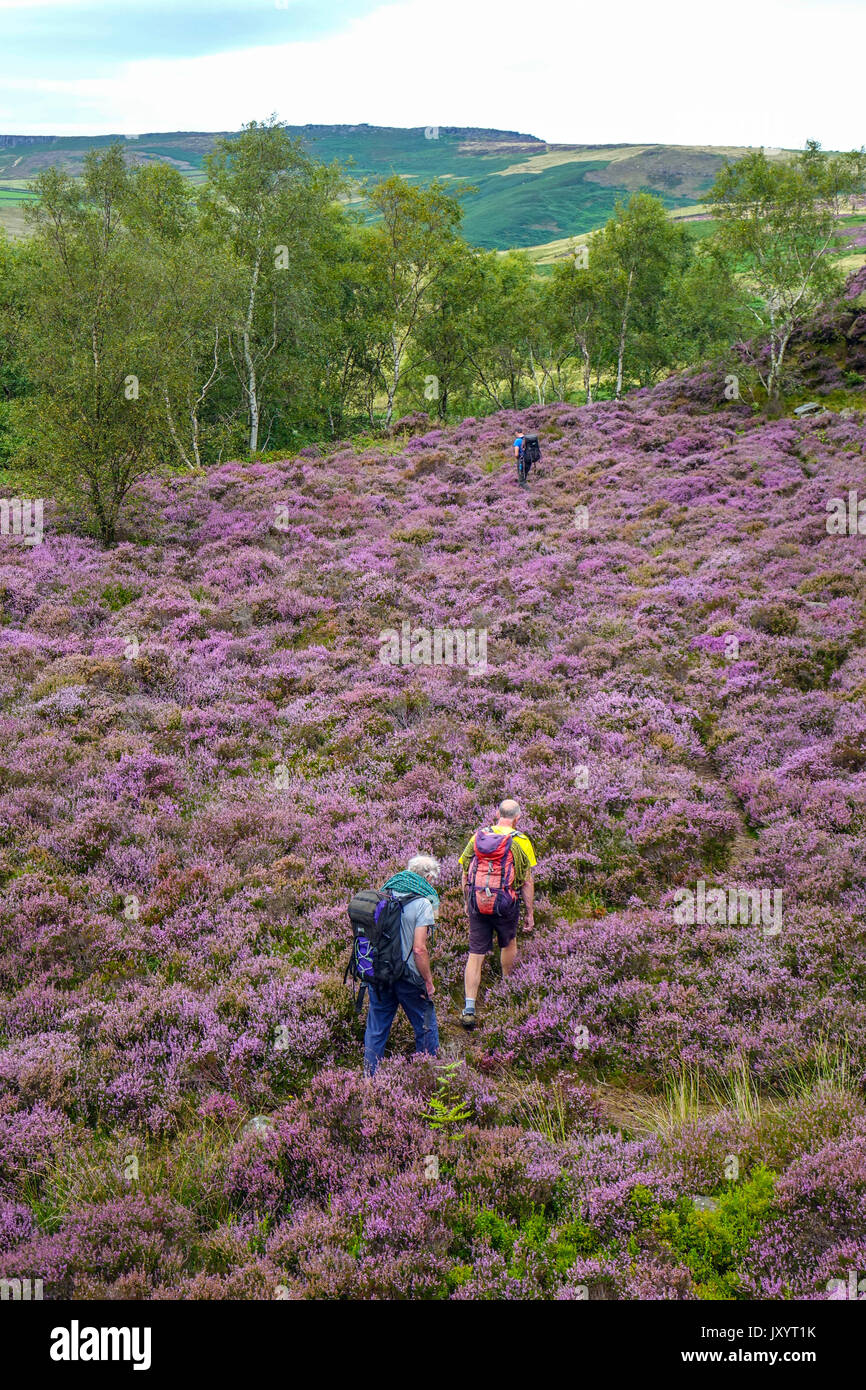 Drei Wanderer auf schmalem Pfad durch lila Heidekraut, Mühlstein, Peak District, Derbyshire Stockfoto