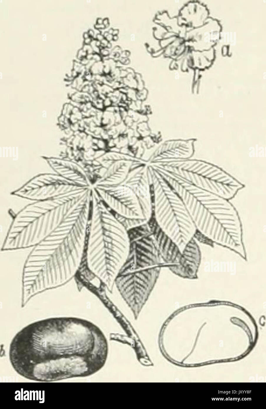 "Das Jahrhundert Wörterbuch und cyclopedia; eine Arbeit von Universal Referenz in allen Abteilungen des Wissens, der mit einer neuen Atlas der Welt.." (1897) Stockfoto