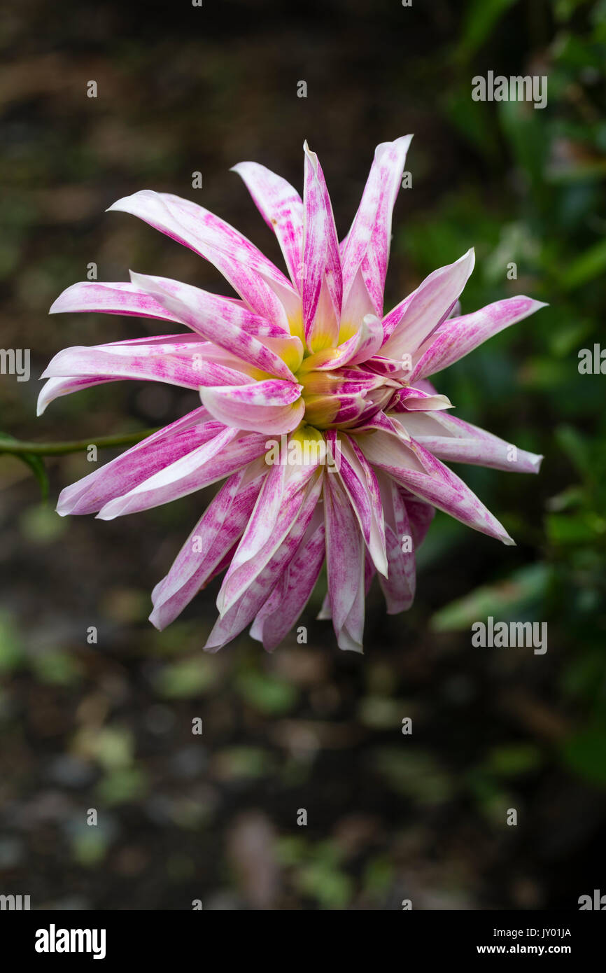 Single meliert rosa und weiße Blume der Doppelzimmer orchidee Art Dahlia, Dahlie 'Pink Giraffe' Stockfoto