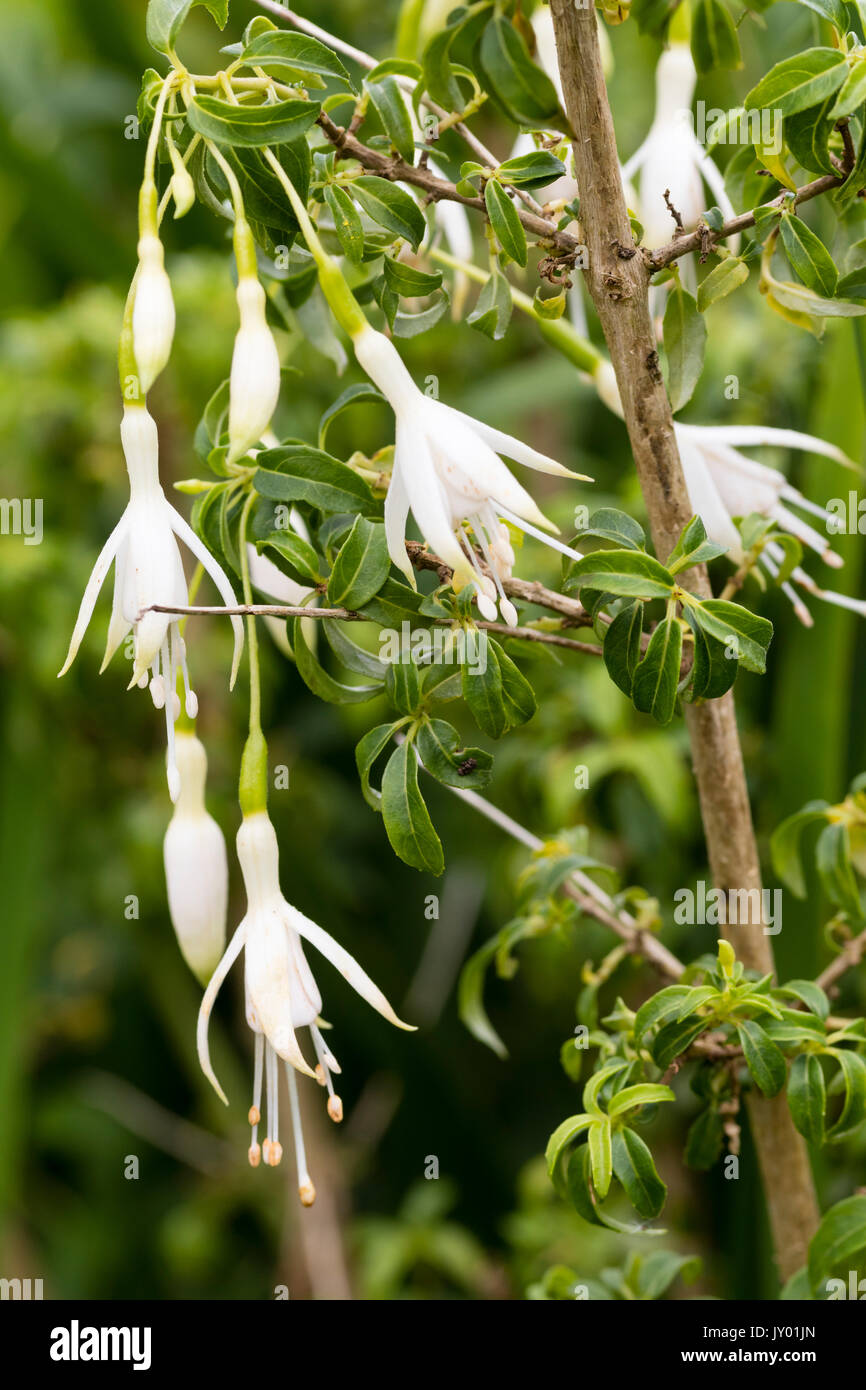 Grün mit weißen Blüten der Hardy Strauch fuchia, Fuchsia magellanica 'Hawkshead' Stockfoto