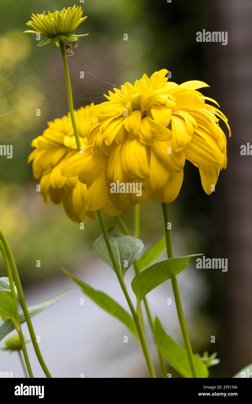 Doppelten gelben Blumen vom Spätsommer bis in den Herbst blühende Staude, Rudbeckia Baumannii' Goldquelle" Stockfoto