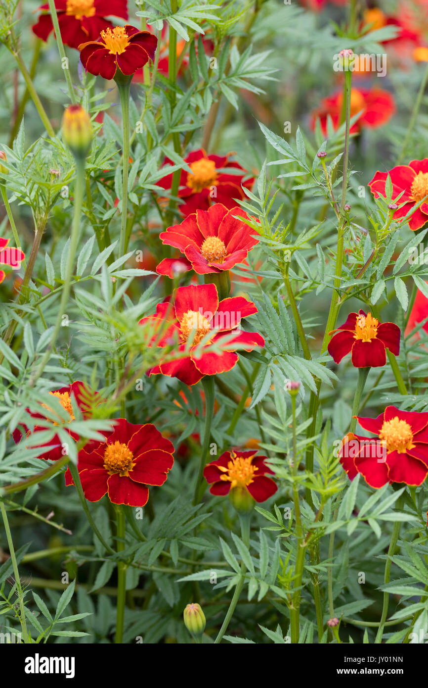 Orange umrandeten roten Blüten der Hälfte - robustes jährliches, Sammetblume (Tagetes Patula 'Linné Linnaeus) Stockfoto