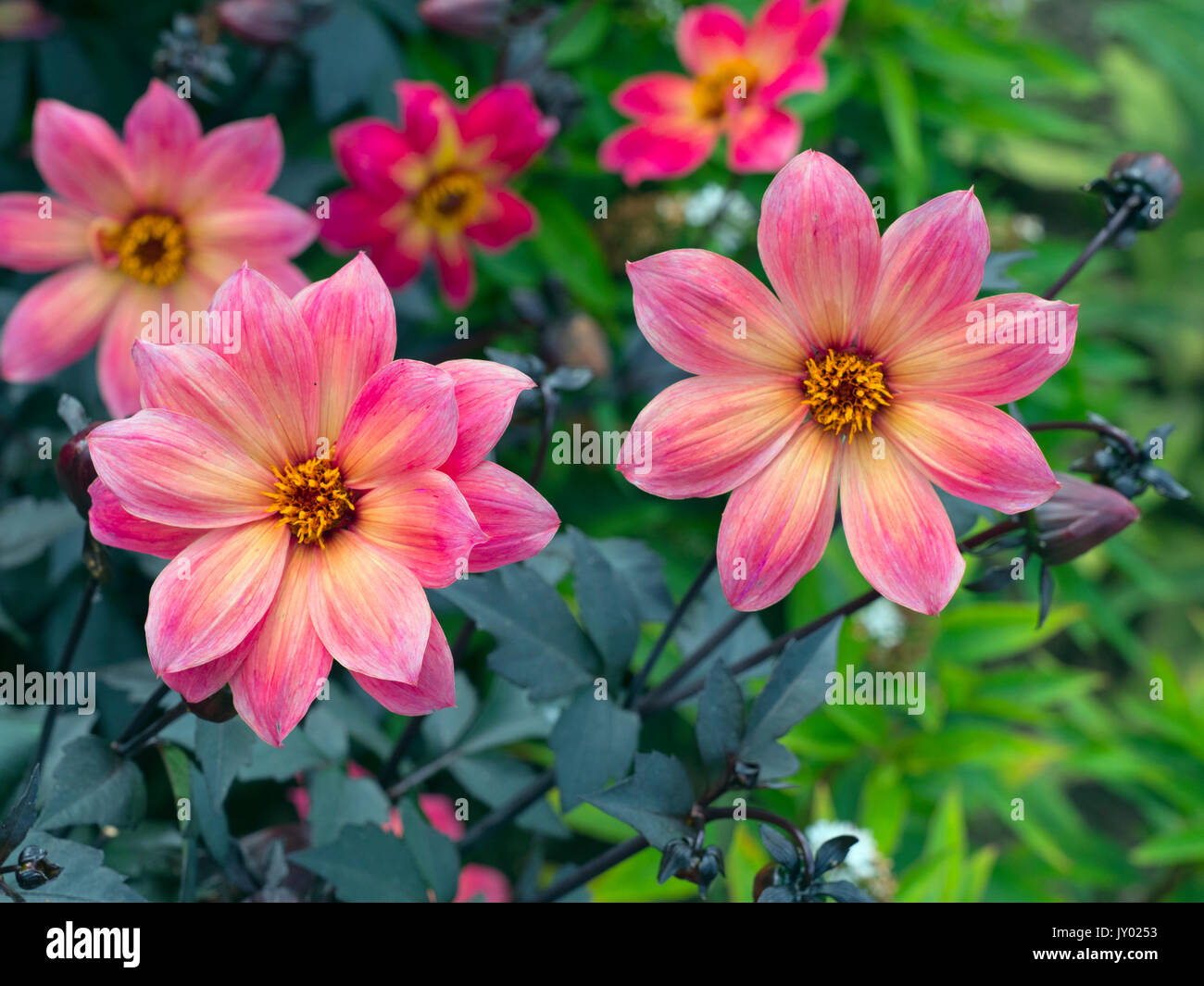 Dahlie 'Twyning's Revel' in Garten Grenze Stockfoto