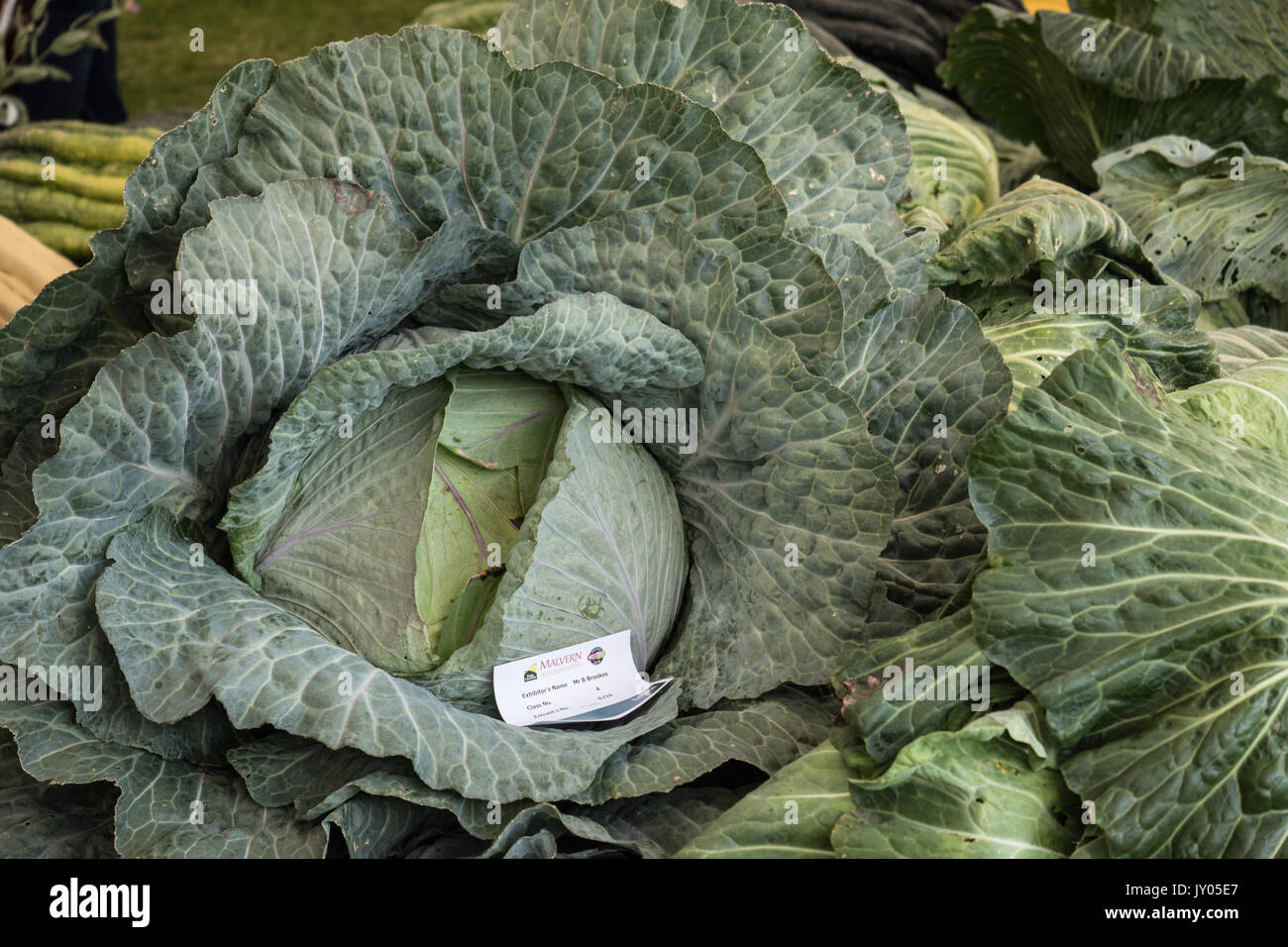 Riesige Gemüse bei Malvern Herbst zeigen. Drei Grafschaften Showground, Worcestershire, England. Vereinigtes Königreich. Stockfoto