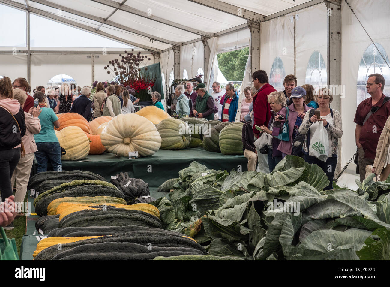 Riesige Gemüse bei Malvern Herbst zeigen. Drei Grafschaften Showground, Worcestershire, England. Vereinigtes Königreich. Stockfoto