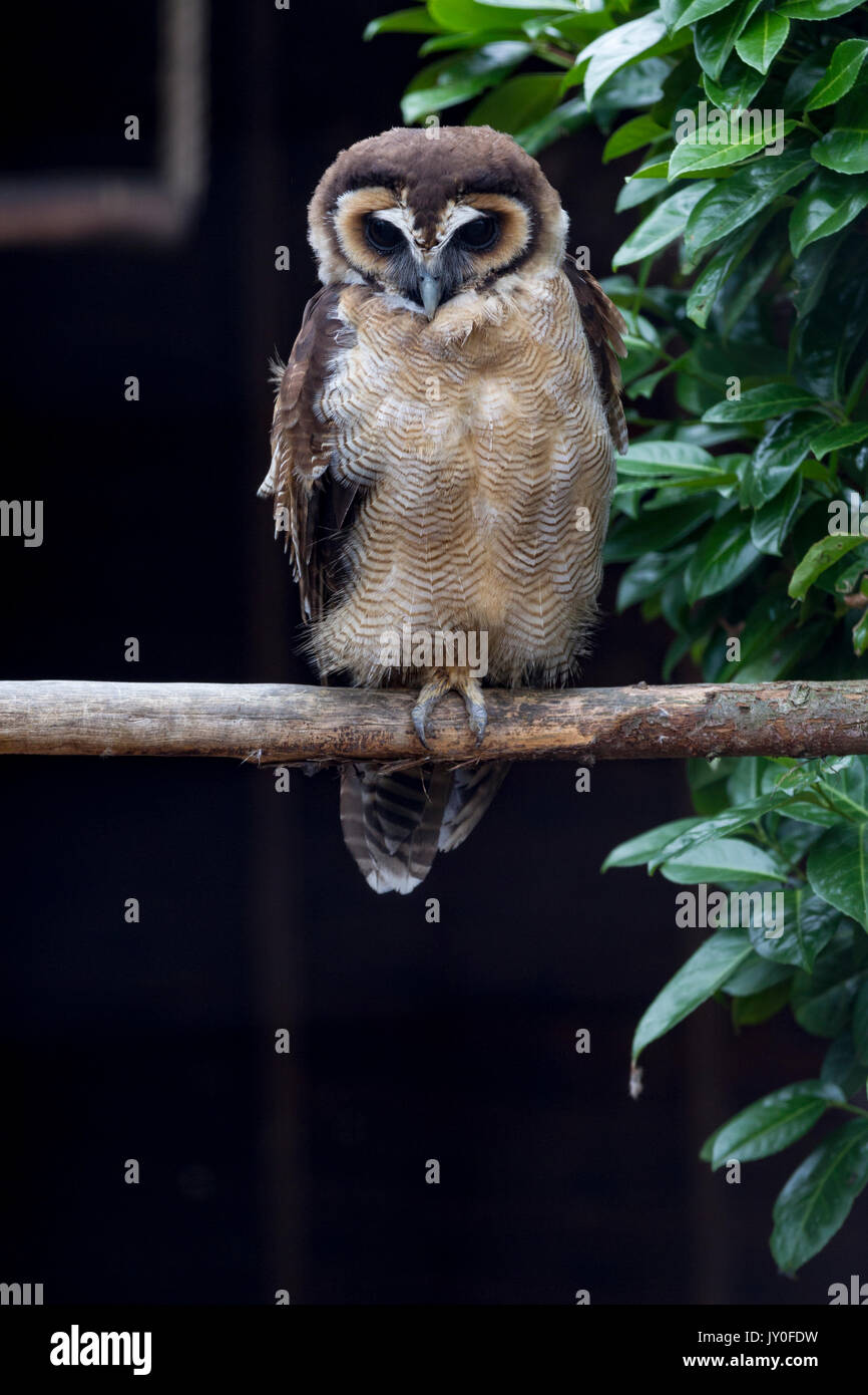 Braunes Holz Eule, Strix leptogrammica. Hamerton Zoo Park, Cambridgeshire. Stockfoto