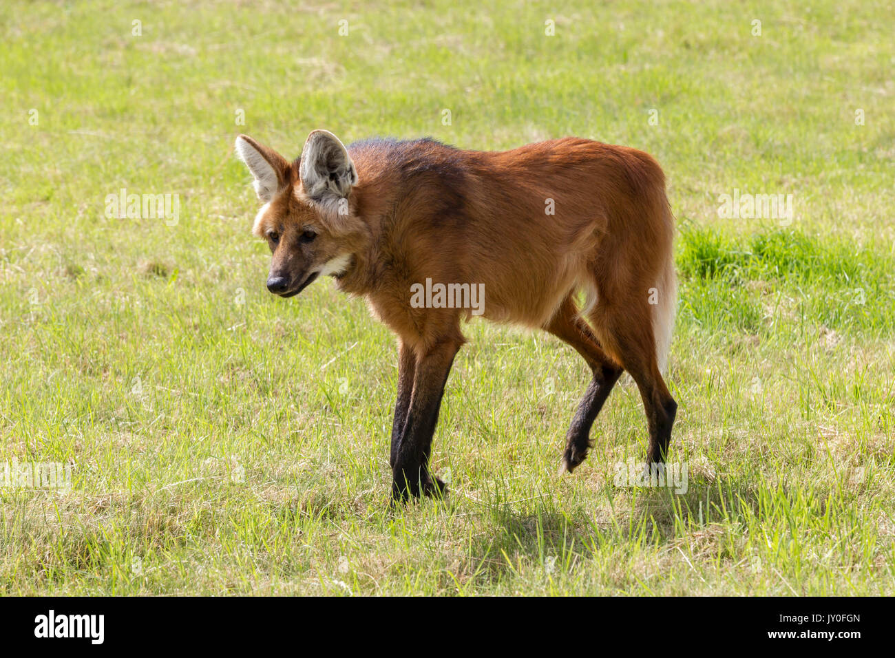 Mähnenwolf, Chrysocyon brachyurus. Hamerton Zoo Park, Cambridgeshire. Stockfoto