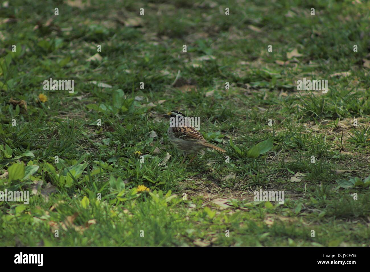 Junge Sommer Vogel auf dem Foto mit braunen und schwarzen Federn zentriert. Stockfoto