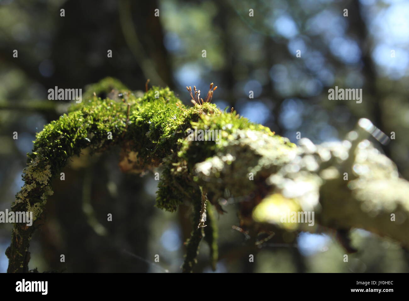 Pflanzen und Bäume, die weiter wachsen. Stockfoto