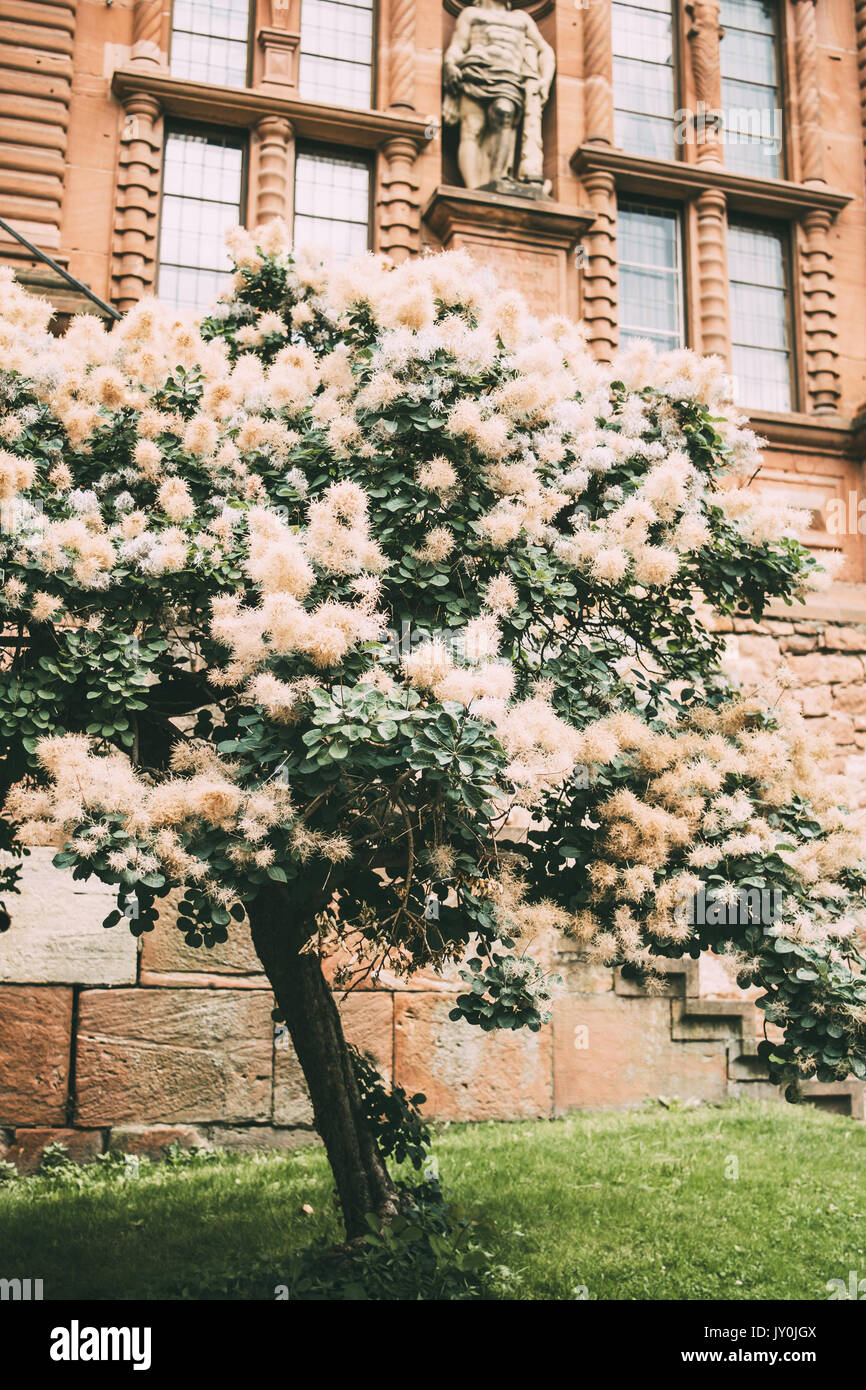 Flauschige beige smoketree oder Rauch Baum in einem historischen Garten. Stockfoto