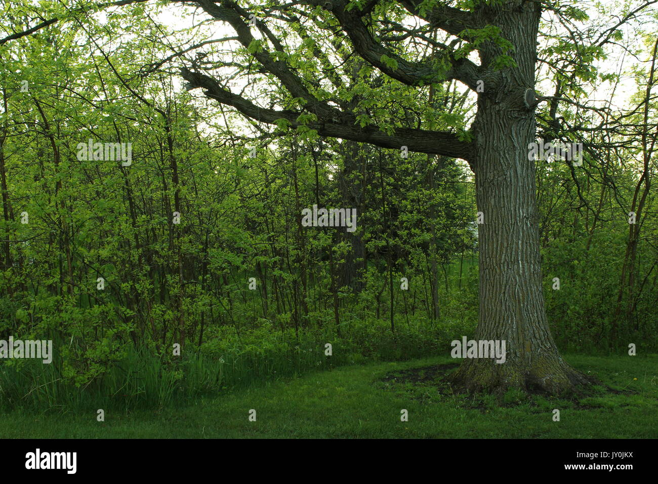 Pflanzen und Bäume, die weiter wachsen. Stockfoto