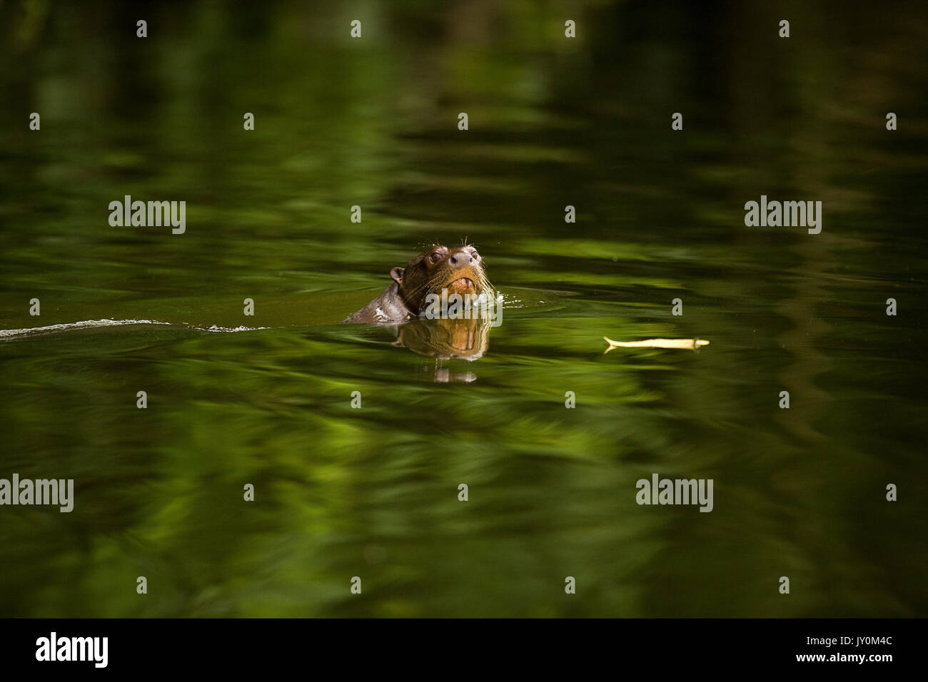 Riesenotter pteronura brasiliensis, MANU NATIONALPARK IN PERU Stockfoto