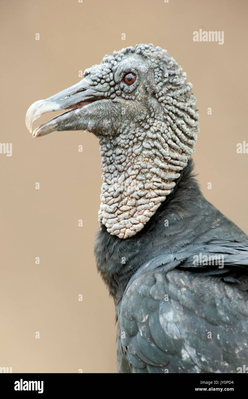 Schwarze Geier, Coragyps atratus, Panama, Mittelamerika, Gamboa finden, Parque Nacional Soberania, ein Vogel ist in der Neuen Welt Geier Familie, deren r Stockfoto