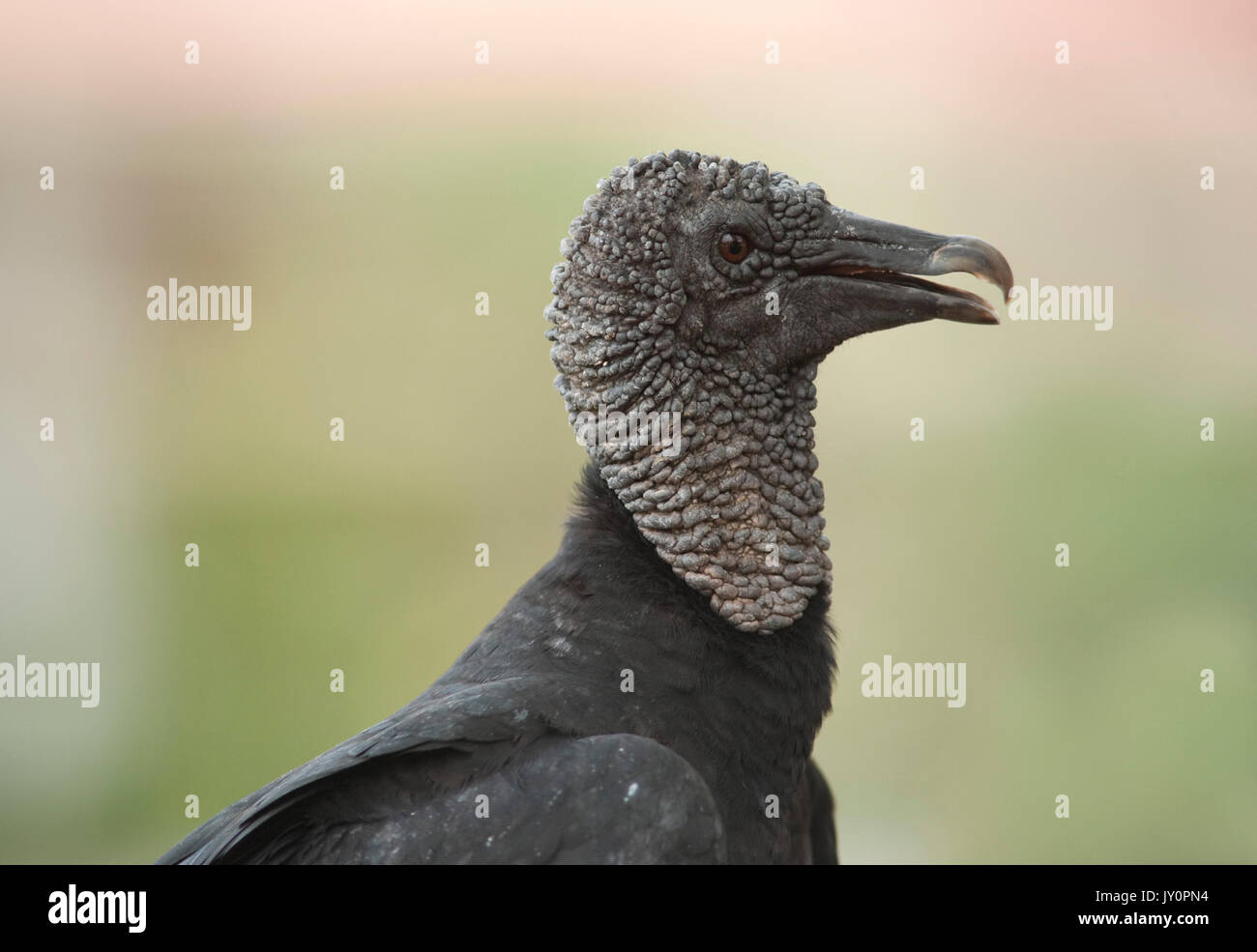 Schwarze Geier, Coragyps atratus, Panama, Mittelamerika, Gamboa finden, Parque Nacional Soberania, ein Vogel ist in der Neuen Welt Geier Familie, deren r Stockfoto