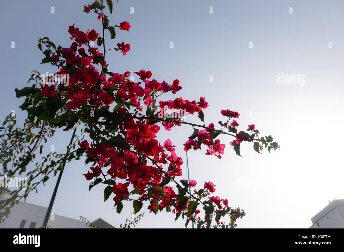 In der Liebe mit Rot Stockfoto