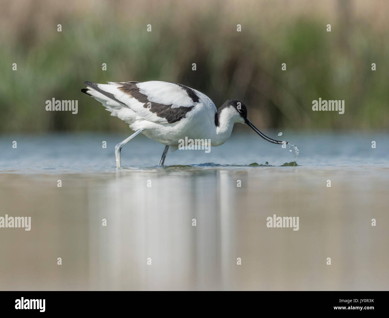 Fütterung säbelschnäbler Stockfoto