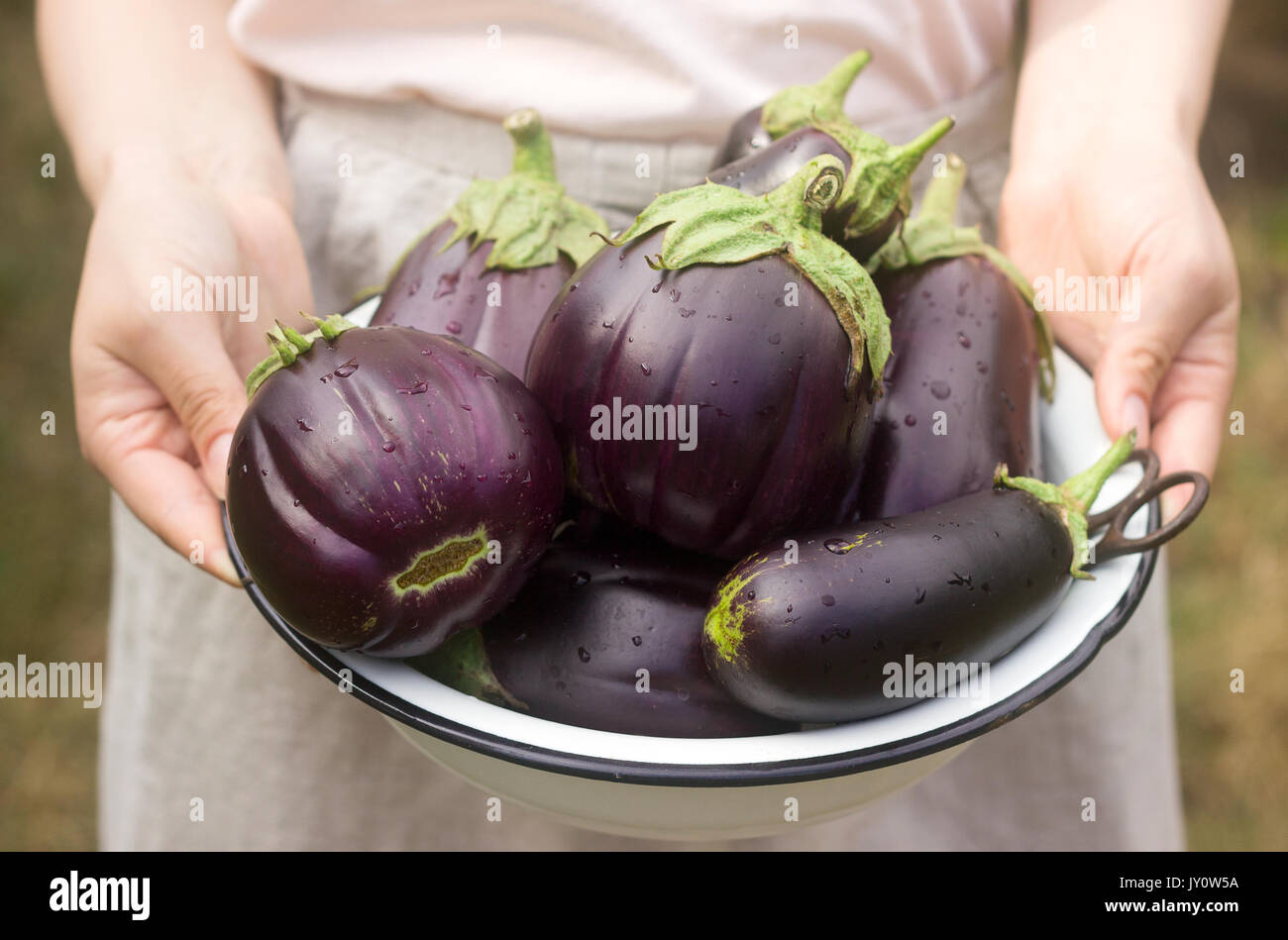 Auberginen in eine Schüssel geben. Eine Frau hält eine Schüssel mit Auberginen in den Händen. Selektive konzentrieren. Stockfoto