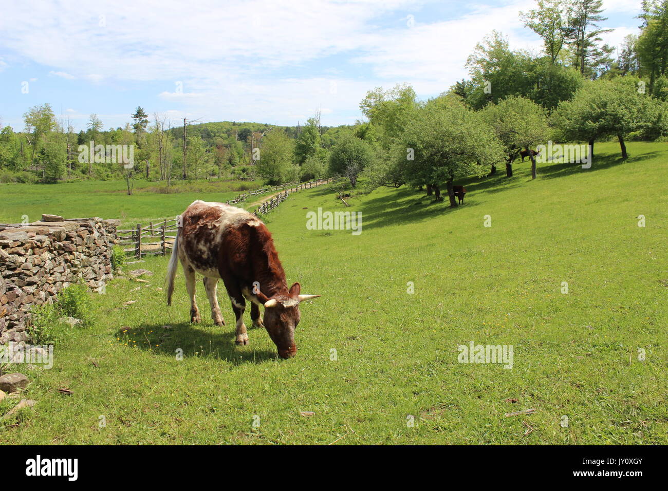 Kuh in einem offenen Feld Stockfoto