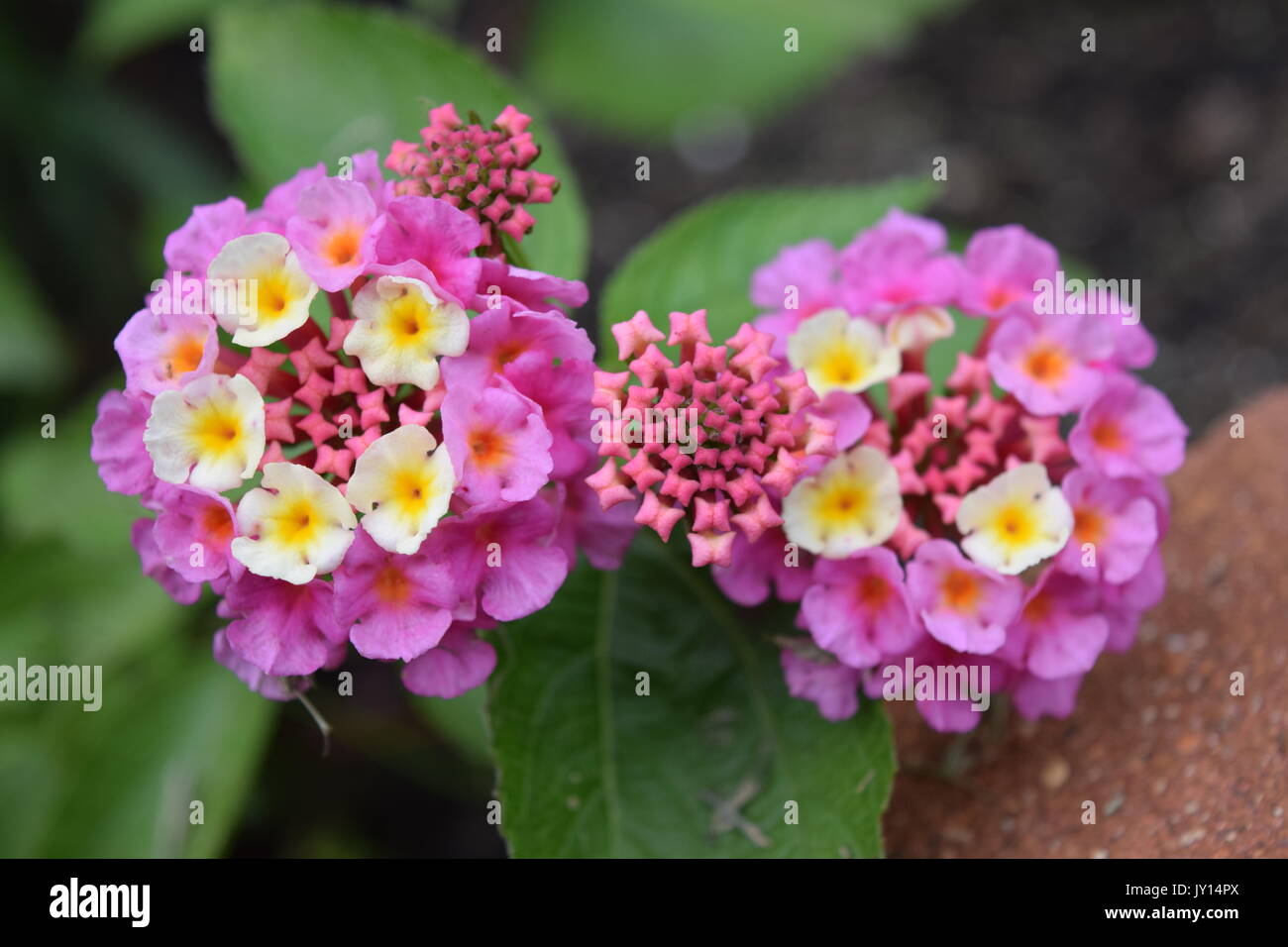 Blumen von Munsinger Gärten in St. Cloud, MN Stockfoto