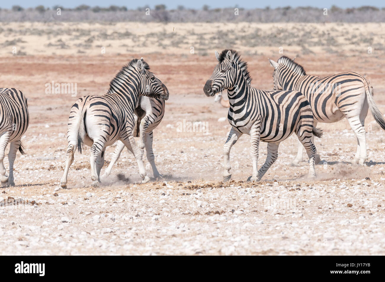 Zwei Hengste Burchells Zebra, Equus burchellii Quagga, Fertig, einander im Norden Namibias in Angriff zu nehmen Stockfoto