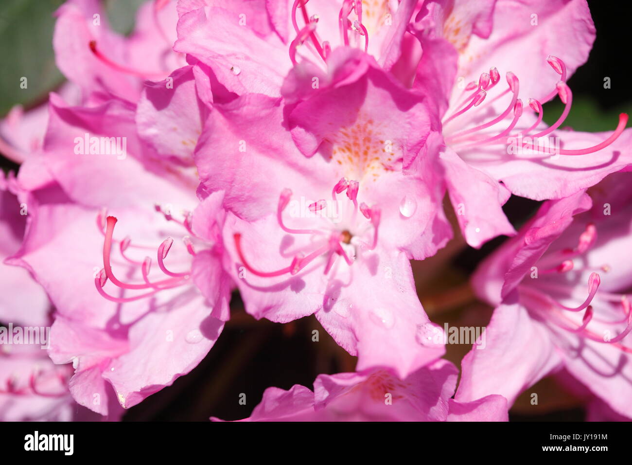 Violett Rhododendron blühen Blumen im Frühling Stockfoto