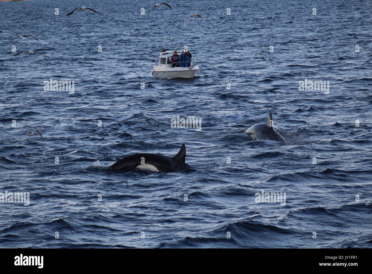 Eine kleine Whale Watching Boot von Orcas in Norwegen Stockfoto