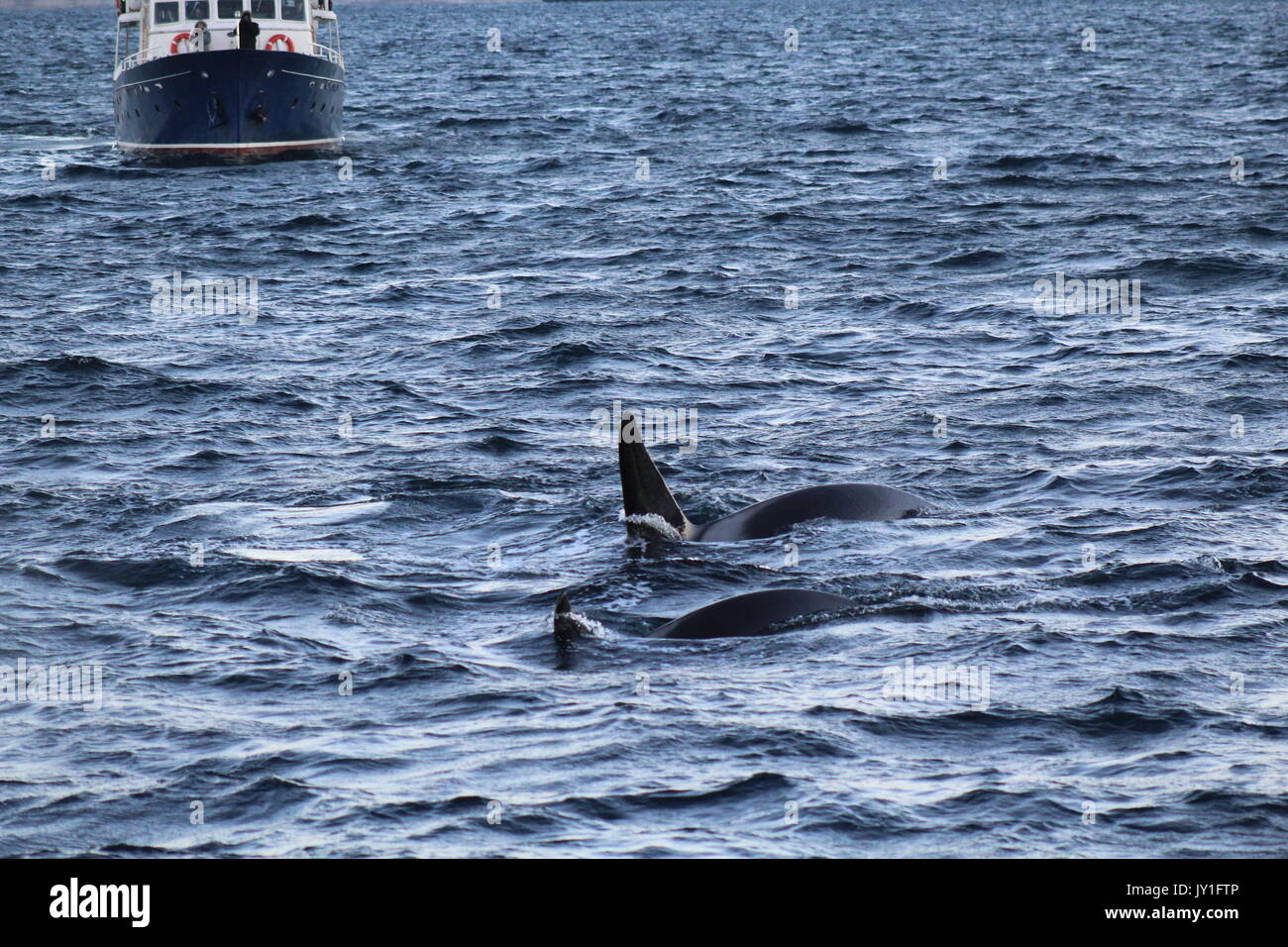 Eine kleine Whale Watching Boot von Orcas in Norwegen Stockfoto