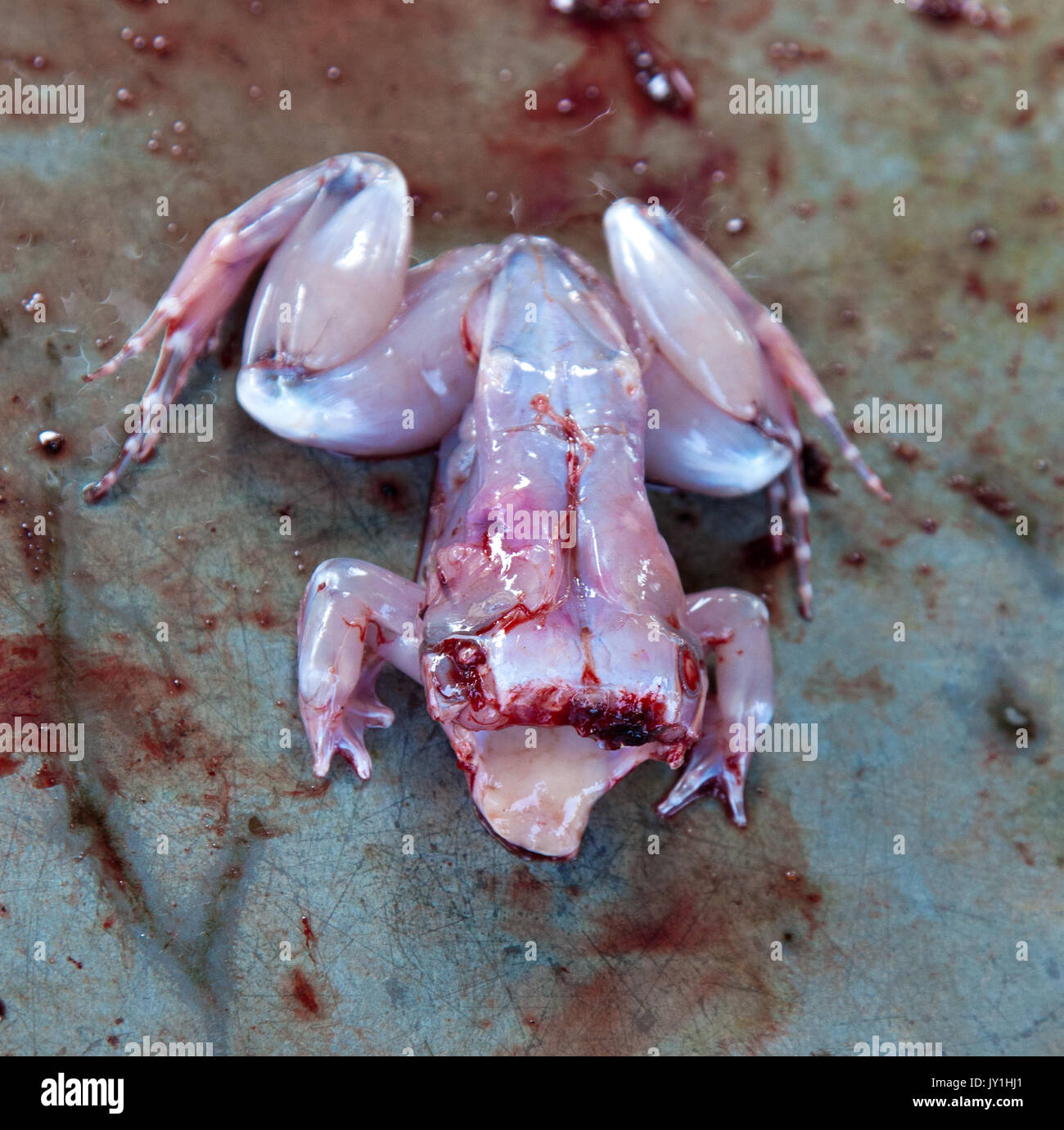 Diese dunkelhäutige Frösche sind bereit für Abendessen... sind aber immer noch springen Platte des Anbieters! Stockfoto